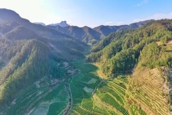 保靖黃金茶春茶生產(chǎn)全流程