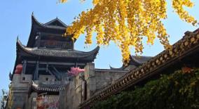 冬天的一把火！乾州古城被銀杏點(diǎn)燃了